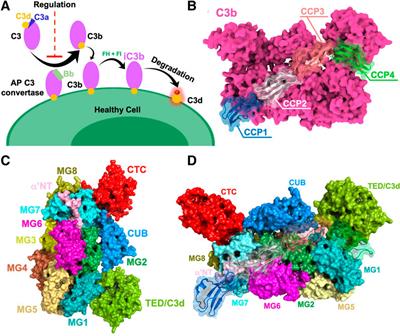 Role of Electrostatic Hotspots in the Selectivity of Complement Control Proteins Toward Human and Bovine Complement Inhibition